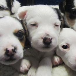 Jack Russell Terrier Puppies from SeaDog Jack Russell Terriers