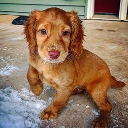 English Cocker Spaniel Puppies from Rooster Team One