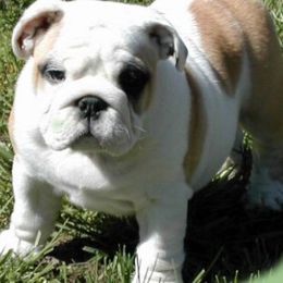 Bulldog Puppies from Little Pond Bulldogs