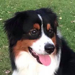 Miniature American Shepherd adult dog