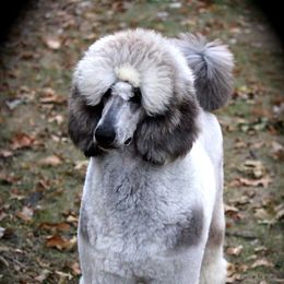 Harley - Poodle