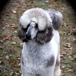 Harley - Poodle