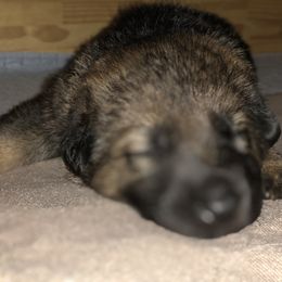 German Shepherd Puppies from Stacey’s German Shepherds