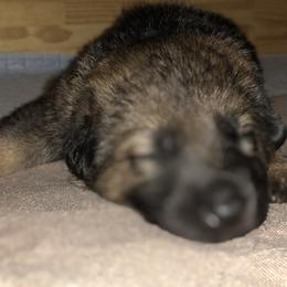 German Shepherd Puppies from Stacey’s German Shepherds