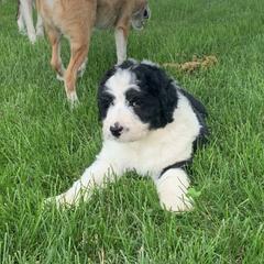Bordoodle Puppies from Buffalo Ridge Bordoodles