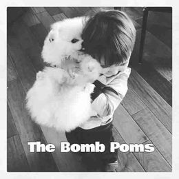 Pomeranian Puppies from The Bomb Poms