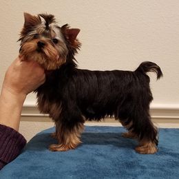 Yorkshire Terrier Puppies from Rosemark Kennel Yorkies