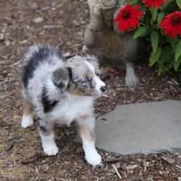 Miniature Australian Shepherd Puppies from Ridgestar Aussies