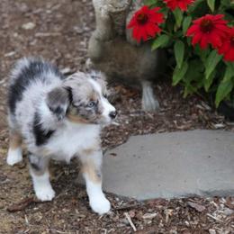 Miniature Australian Shepherd Puppies from Ridgestar Aussies