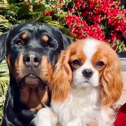 Rottweiler and Cavalier King Charles Spaniel Puppies from Nighthawk Rottweilers & Cavalier King Charles Spaniels