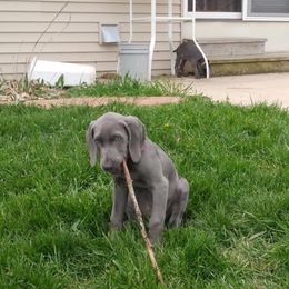 Weimaraner Puppies from Boonieland Kennels