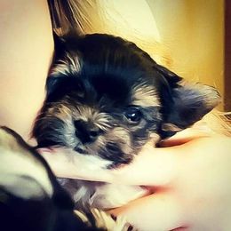 Biewer Terrier Puppies from Imperial BabyDoll Biewers