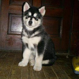 Alaskan Malamute Puppies from Kaylatee Alaskan Malamutes
