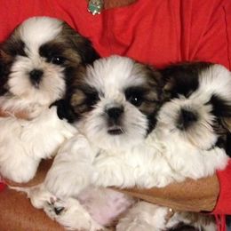 Fantasy Shih Tzu breeder of Shih Tzu