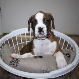 Boxer Puppies from Huntley Boxer Pieces