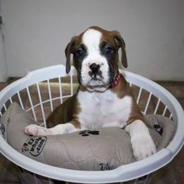 Boxer Puppies from Huntley Boxer Pieces