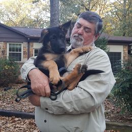 German Shepherd Puppies from Sevilla German Shepherds