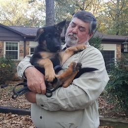 German Shepherd Puppies from Sevilla German Shepherds
