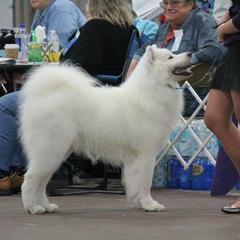 Indigo - Samoyed