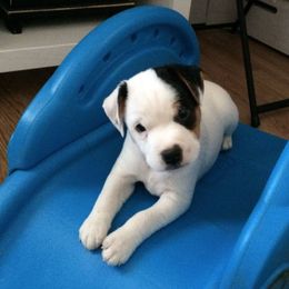 Jack Russell Terrier Puppies from Rock Chalk Terriers