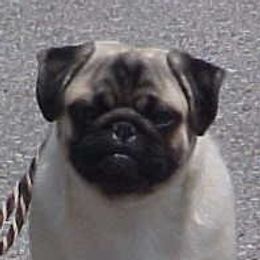 Leo - Pug