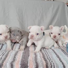 French Bulldog Puppies from PHP's Starbulls