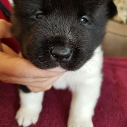 Akita Puppies from Dō-ha Akitas