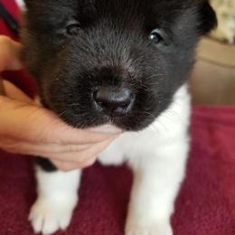 Akita Puppies from Dō-ha Akitas