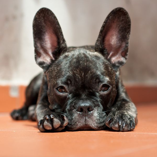 French Bulldog