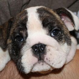 French Bulldog Puppies from Ballpark Bulldogs
