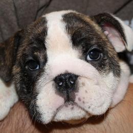 French Bulldog Puppies from Ballpark Bulldogs