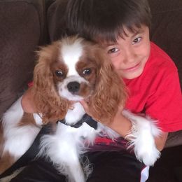 Cavalier King Charles Spaniel and Rottweiler Puppies from Nighthawk Rottweilers & Cavalier King Charles Spaniels