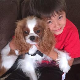 Cavalier King Charles Spaniel and Rottweiler Puppies from Nighthawk Rottweilers & Cavalier King Charles Spaniels