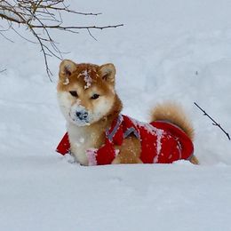 Michi - Shiba Inu