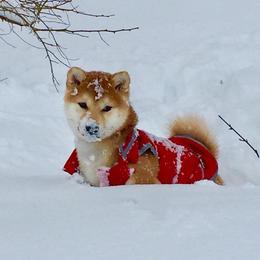 Michi - Shiba Inu
