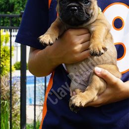 English Bulldog and French Bulldog Puppies from ClayBulldogs
