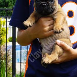 English Bulldog and French Bulldog Puppies from ClayBulldogs