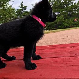 German Shepherd Puppies from Lost Creek German Shepherds LLC