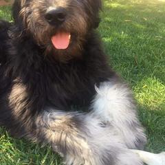 Goldendoodle Puppies from Bear Lake Bearded Retrievers