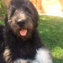 Goldendoodle Puppies from Bear Lake Bearded Retrievers