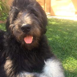 Goldendoodle Puppies from Bear Lake Bearded Retrievers