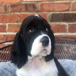 English Springer Spaniel Puppies from Valentine English Springers