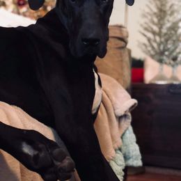 Great Dane Puppies from Dynamic Danes