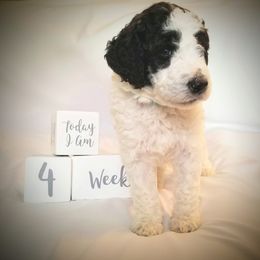Poodle Puppies from Itsapoodleparti.com
