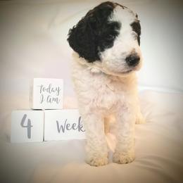 Poodle Puppies from Itsapoodleparti.com