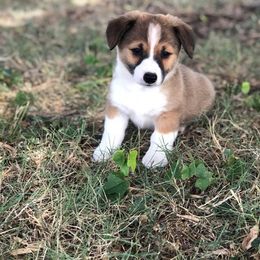  Puppies from Diamond G Corgis