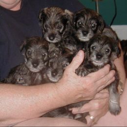Miniature Schnauzer Puppies from Aristos