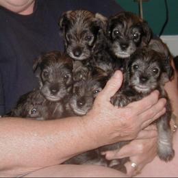 Miniature Schnauzer Puppies from Aristos