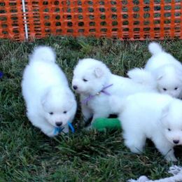 Samoyed Puppies from Sassy Sams