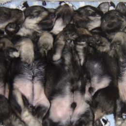 Miniature Schnauzer Puppies from Aristos